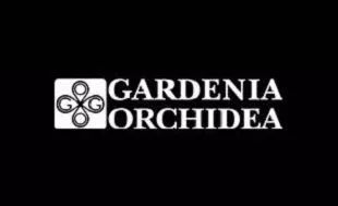 Gardenia Orchidea